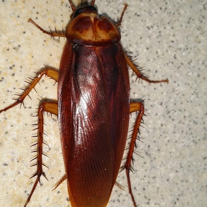Create meme: the American cockroach, the cockroach is big, disinsection 