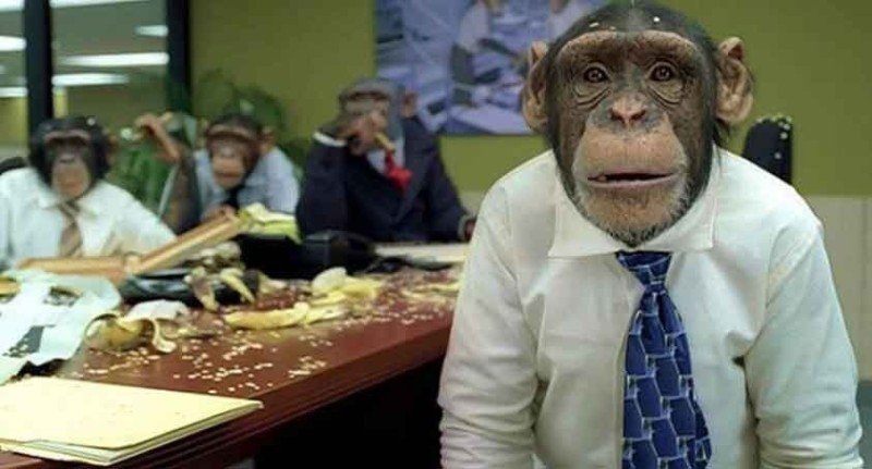 Create meme: monkey in the office, you pay peanuts you get monkeys., people 