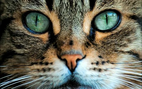 Создать мем: кошка, морда кота, кошки с зелеными глазами