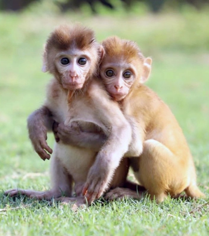 Create meme: two cute monkeys, two monkeys, monkey cub 