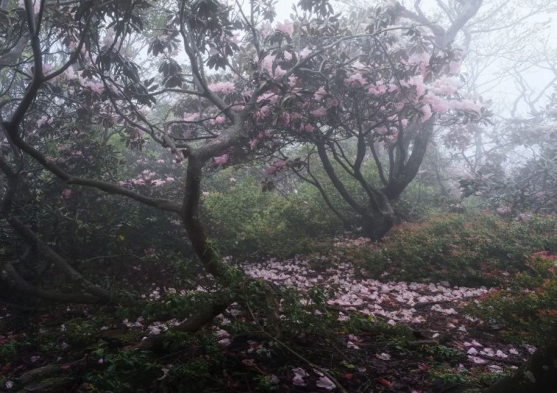 Create meme: nature forest , blooming Magnolia, China blooming magnolia