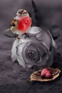 Создать мем: птичка, розы и птицы, красивые птицы