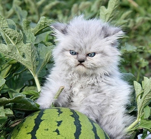 Create meme: the cat is evil, cat with watermelon, kitten and a watermelon