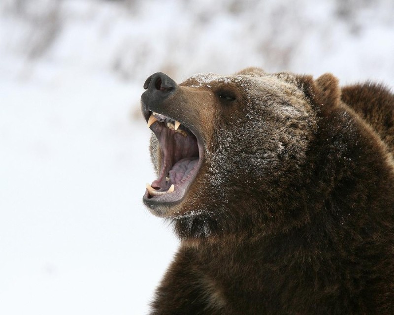 Создать мем: гризли североамериканский бурый медведь, грозный медведь гризли, медведь гризли злой