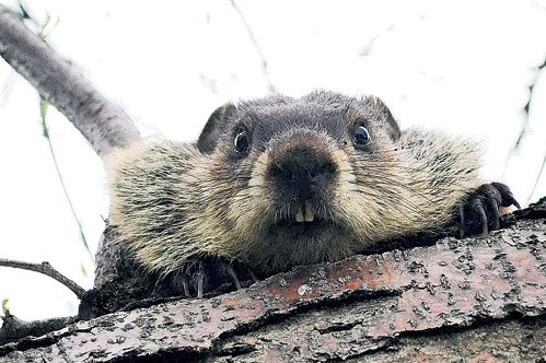 Create meme: beaver , beaver , beavers good