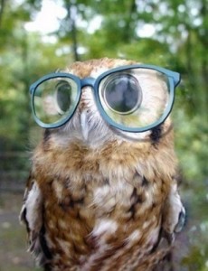 Create meme: owl with glasses