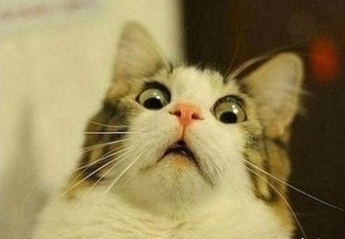 Create meme: surprised cat, the surprised cat , scared cat meme