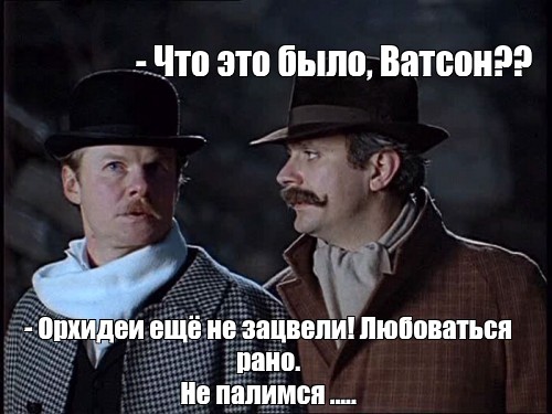 Ни разу не цвели. Орхидеи ещё не зацвели собака Баскервилей. Орхидеи ещё не зацвели собака Баскервилей Мем. Орхидеи ещё не зацвели цитата. Орхидеи ещё не зацвели мемы.