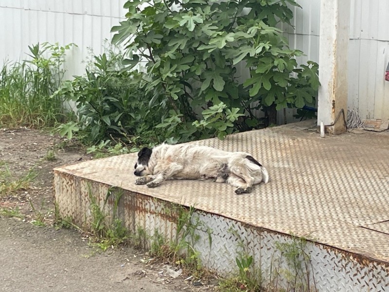 Create meme: The dog is crawling, cat , spaniel dog