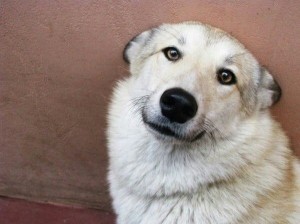 Create meme: a good dog, Alaskan Malamute dog
