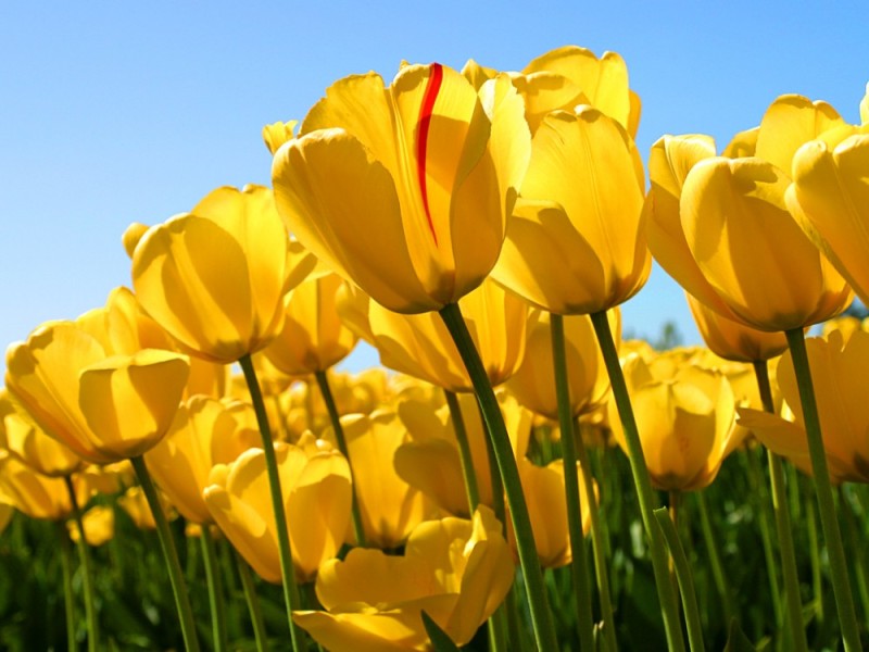 Создать мем: фон желтого цвета, цветы желтые тюльпаны, тюльпаны на желтом фоне