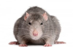 Создать мем: крыса дамбо на белом фоне, пасюк крыса, крыса мышь