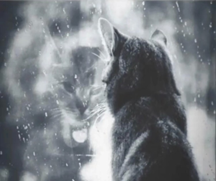 Create meme: rain of sadness, kitten in the rain, sadness on the soul