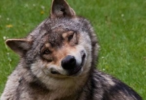 Create meme: wolf smile, good wolf pictures, funny wolf