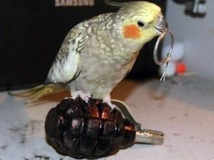 Create meme: parrot, a parrot with a gun, parrot bird meme