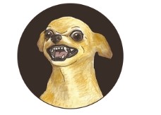 Создать мем: чихуахуа, злая собачка, смешные чихуахуа