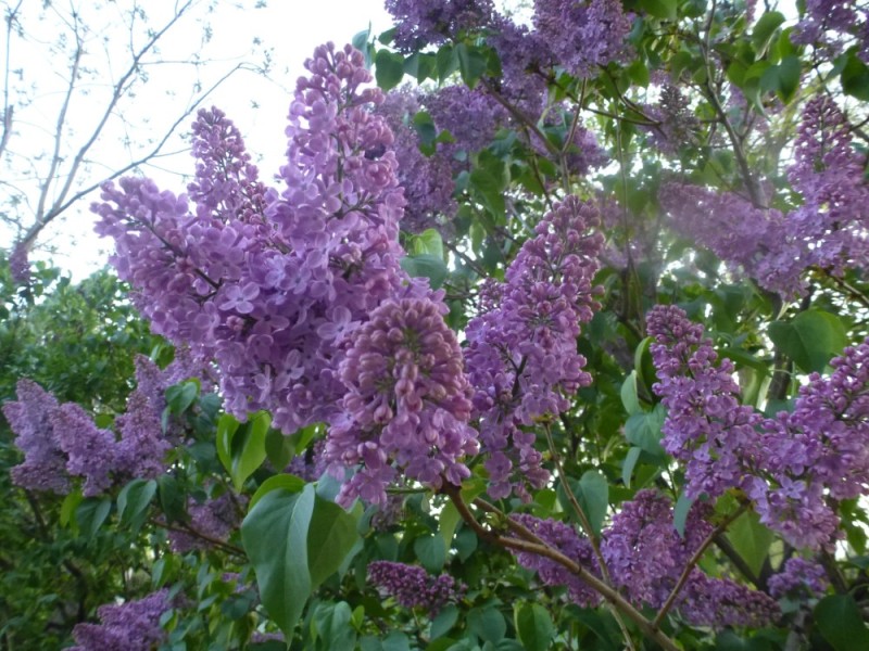 Create meme: common lilac, lilac, common lilac gilbert