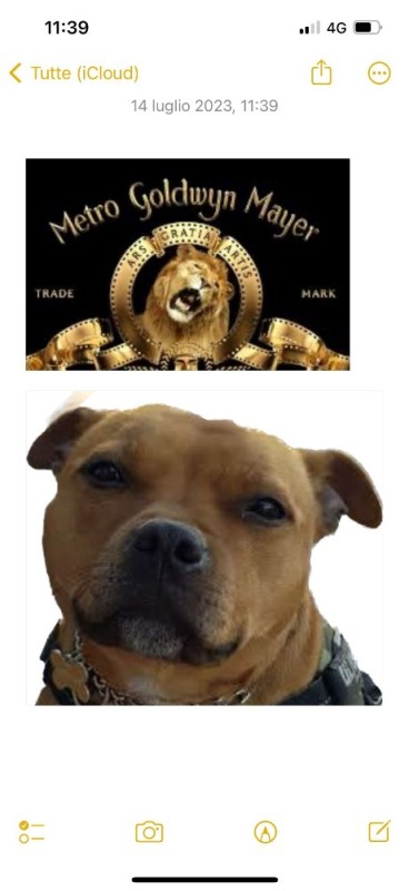 Создать мем: стаффорд, собака стаффордширский терьер, американский стаффордширский булли