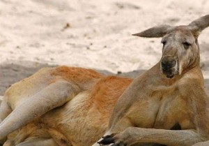 Create meme: kangaroo, funny pictures kangaroo, Australian kangaroo