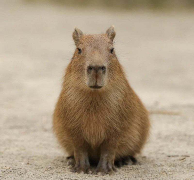 Create meme: capybaras , white capybara, little capybara