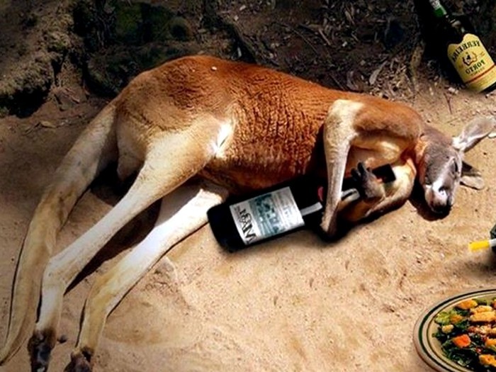 Создать мем: домашний кенгуру, пьяные животные, кенгуру спит