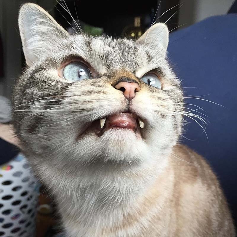 Создать мем: котик злой, смешной кот с клыками, кот вампир