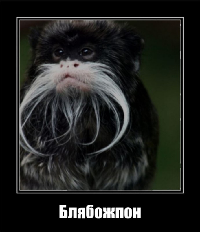 Создать мем: императорский тамарин усы, усатая обезьяна, бородатая обезьяна
