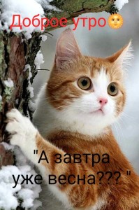 Создать мем: рыжая кошка, зима кот, доброе снежное утро
