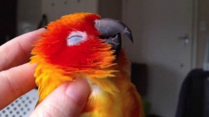 Создать мем: животные попугай, милые попугайчики, рыжий попугай