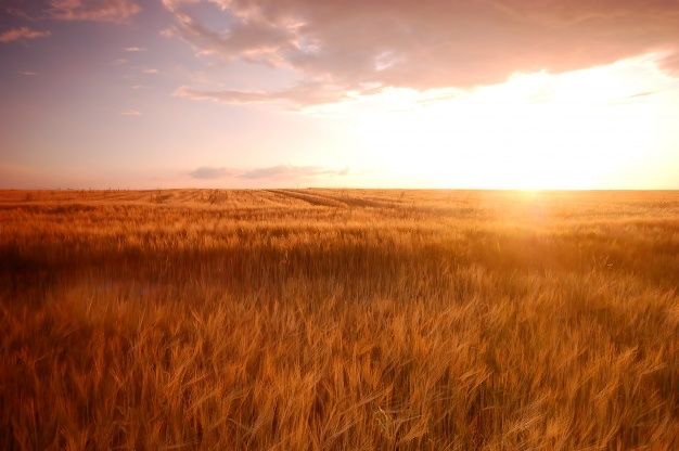 Create meme: wheat field, wheat field and sky, landscape field