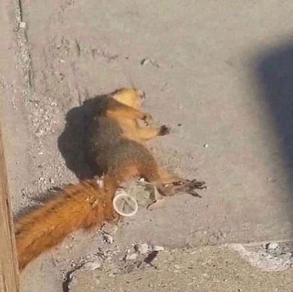 Create meme: dead squirrel, protein , common squirrel