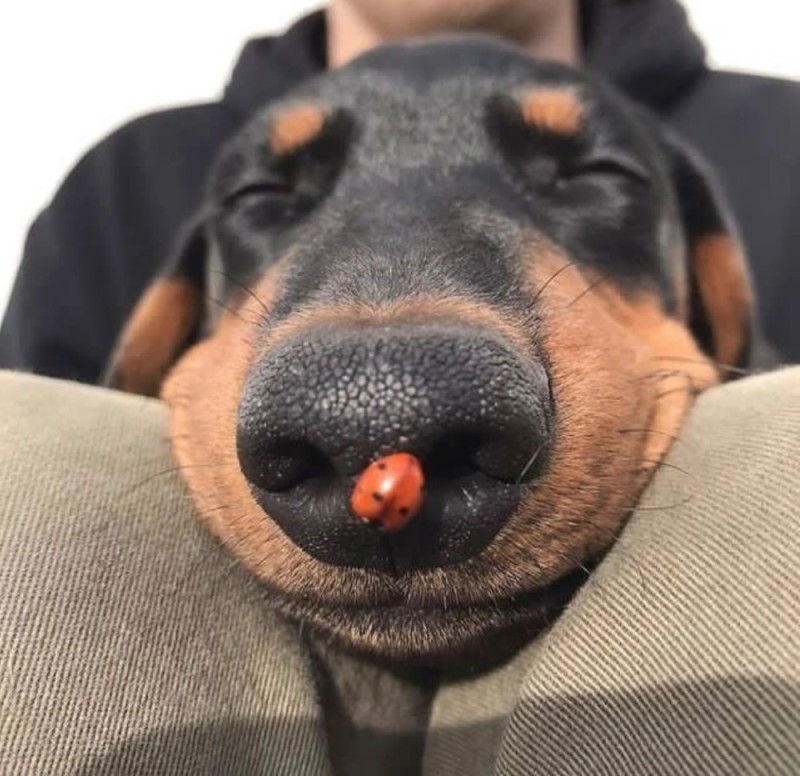 Create meme: doberman, Dachshund , Dachshund dog