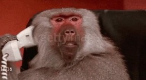 Create meme: monkey, baboon, gifs monkey at a computer