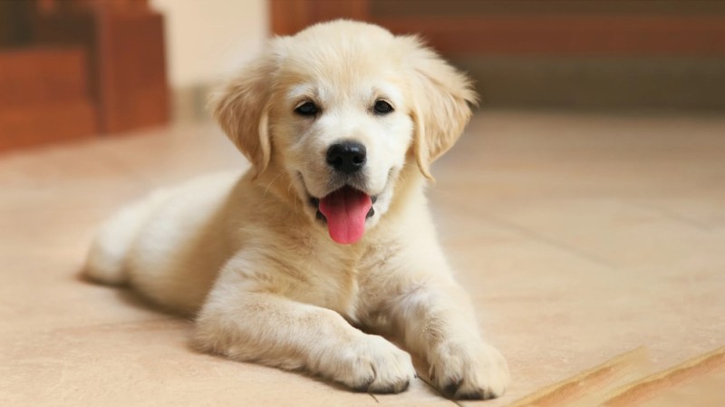Create meme: Golden Retriever puppy, golden retriever, Labrador puppy