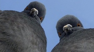 Create meme: dove Jora, funny pigeon, brazen dove
