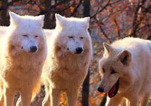 Создать мем: wolf meme, wolf, Самоедская собака