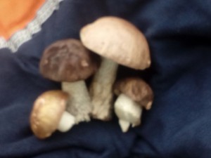 Create meme: mushrooms boletus, mushroom, edible mushrooms
