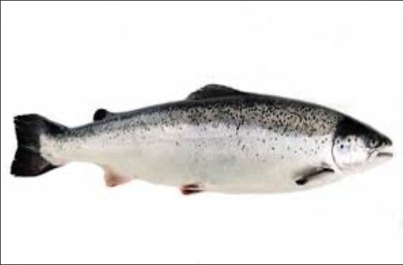 Create meme: wild salmon, fish of the salmon family, salmon 