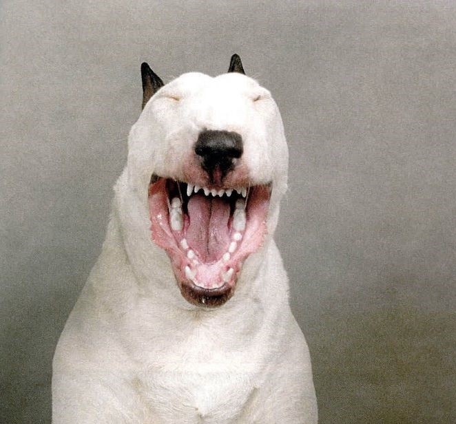 Create meme: bull Terrier , The bull terrier grinned, bull Terrier angry