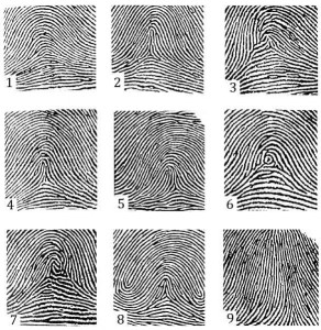 Create meme: fingerprint central, the loop types of papillary patterns, the papillary pattern of the monkey