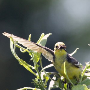 Create meme: goldfinch, bird in the rain on branch photos, spinus tristis