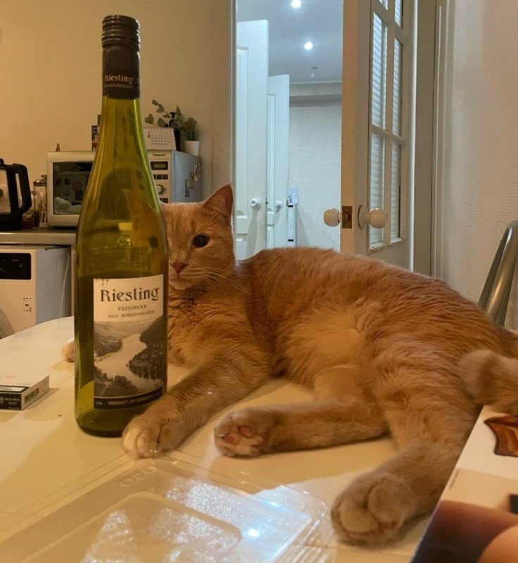Создать мем: кошка, кот с бутылкой, вино