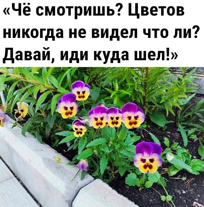 Create meme: Pansy , Pansy flowers, pansies viola