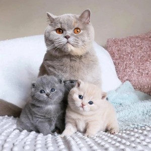 Create meme: British Shorthair kittens, British Shorthair
