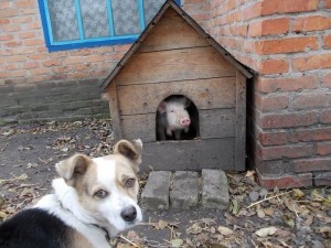 Create meme: dog, Dog, the old dog house