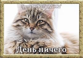 Создать мем: кот морда, кошечка, сибирская кошка