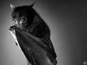 Создать мем: я ужас летящий на крыльях ночи, fruit bat, летучая мышь