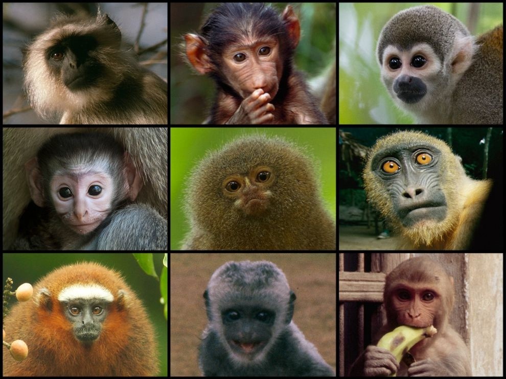 День обезьян