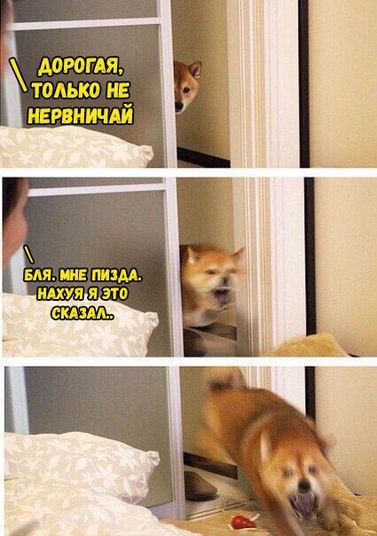 Create meme: krylov ivan andreevich, The dog in the mirror meme, memes with dogs