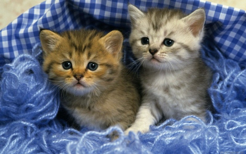 Create meme: beautiful kittens , adorable kittens, photos of cute kittens